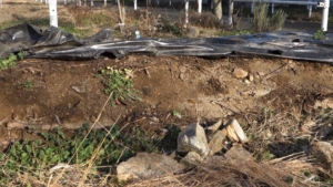 菌ちゃん畝の確認中