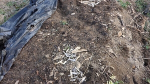 菌ちゃん畝の確認中